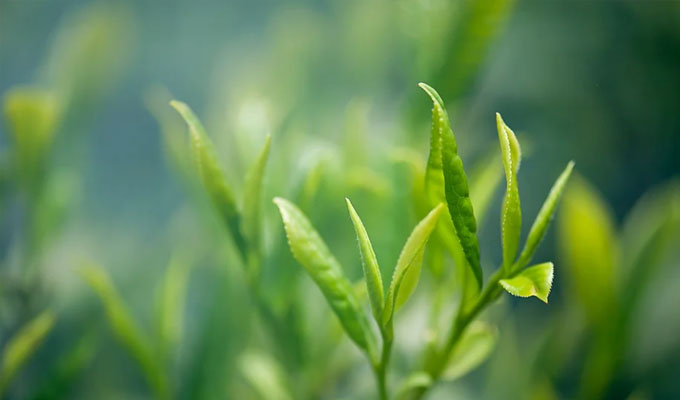 你了解茶葉最佳的沖泡方法嗎？